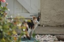 Latest Photo by Stray Cat Alliance