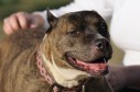 Latest Photo by Fresno Bully Rescue, Inc.