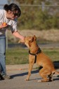 Latest Photo by Fresno Bully Rescue, Inc.