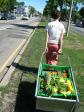 Latest Photo by Victory Programs' ReVision Urban Farm