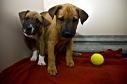 Latest Photo by Humane Society of Austin & Travis County