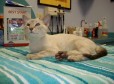 Latest Photo by Bayou Rescue, Inc.
