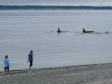 Latest Photo by ORCA NETWORK