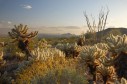 Latest Photo by McDowell Sonoran Land Conservancy