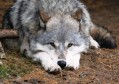 Latest Photo by INTERNATIONAL WOLF CENTER