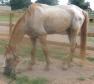 Latest Photo by HORSE HAVEN OF TENNESSEE INC
