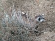 Latest Photo by Biodiversity Conservation Alliance