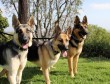 Latest Photo by GERMAN SHEPHERD SAFE HAVEN INC                                        