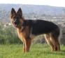 Latest Photo by GERMAN SHEPHERD SAFE HAVEN INC                                        