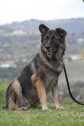Latest Photo by GERMAN SHEPHERD SAFE HAVEN INC                                        
