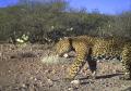 Latest Photo by NORTHERN JAGUAR PROJECT