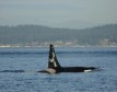 Latest Photo by ORCA NETWORK