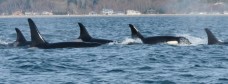 Latest Photo by ORCA NETWORK
