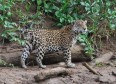 Latest Photo by AMAZON CONSERVATION ASSOCIATION