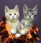 Latest Photo by Hooterville Safehaus dba Homeward Pet Adoption Center