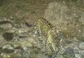 Latest Photo by NORTHERN JAGUAR PROJECT