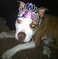 Latest Photo by POUND ANIMAL WELFARE SOCIETY OF MONTCLAIR INC