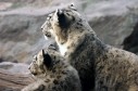 Latest Photo by INTERNATIONAL SNOW LEOPARD TRUST