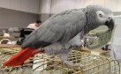 Latest Photo by BURGE BIRD RESCUE