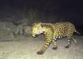 Latest Photo by NORTHERN JAGUAR PROJECT