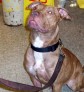 Latest Photo by Castle of Dreams Animal Rescue A NJ Nonprofit Corporation