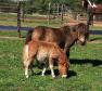 Latest Photo by HELPING HEARTS EQUINE RESCUE