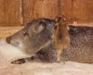 Latest Photo by TUCSON WILDLIFE CENTER