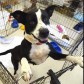 Latest Photo by The Humane Society of McCormick County