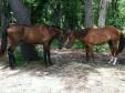 Latest Photo by HELPING HEARTS EQUINE RESCUE