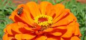 Latest Photo by Victory Programs' ReVision Urban Farm