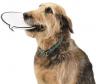 Latest Photo by ASPCA - American Society for the Prevention of Cruelty to Animals