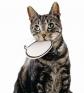 Latest Photo by ASPCA - American Society for the Prevention of Cruelty to Animals