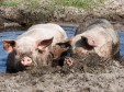 Latest Photo by CJ Acres Animal Rescue Farm
