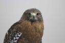 Latest Photo by GOLDEN GATE AUDUBON SOCIETY INC