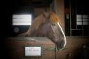 Latest Photo by HELPING HEARTS EQUINE RESCUE