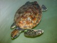 Latest Photo by RIVERHEAD FOUNDATION FOR MARINE RESEARCH AND PRESERVATION