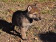 Latest Photo by INTERNATIONAL WOLF CENTER