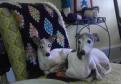 Latest Photo by THE GREY MUZZLE ORGANIZATION