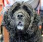 Latest Photo by SANCTUARY FOR SENIOR DOGS
