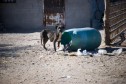 Latest Photo by COMPASSION WITHOUT BORDERS
