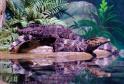 Latest Photo by The Living Planet Aquarium