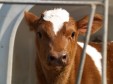 Latest Photo by The Humane Society of the United States