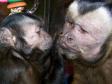 Latest Photo by JUNGLE FRIENDS PRIMATE SANCTUARY INC