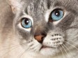 Latest Photo by The Humane Society of the United States