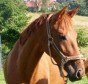 Latest Photo by Angel Acres Horse Haven Rescue, Inc.