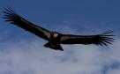 Latest Photo by LOS PADRES FORESTWATCH