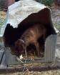 Latest Photo by ALL SPECIES KINSHIP