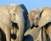 Latest Photo by ANIMAL LEGAL DEFENSE FUND