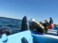 Latest Photo by ORCA NETWORK