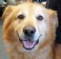 Latest Photo by SANCTUARY FOR SENIOR DOGS